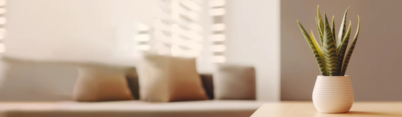 Transforming spaces,<br> one plant at a time