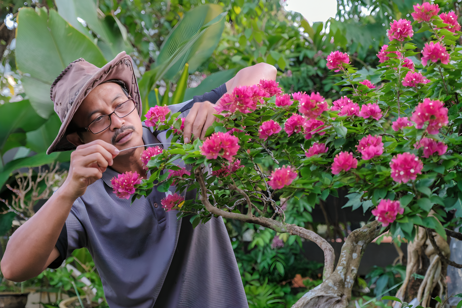 Best Outdoor Plants for Indian Climate