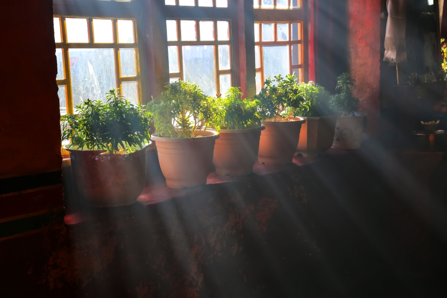 How to Protect My Plants from Direct Sunlight