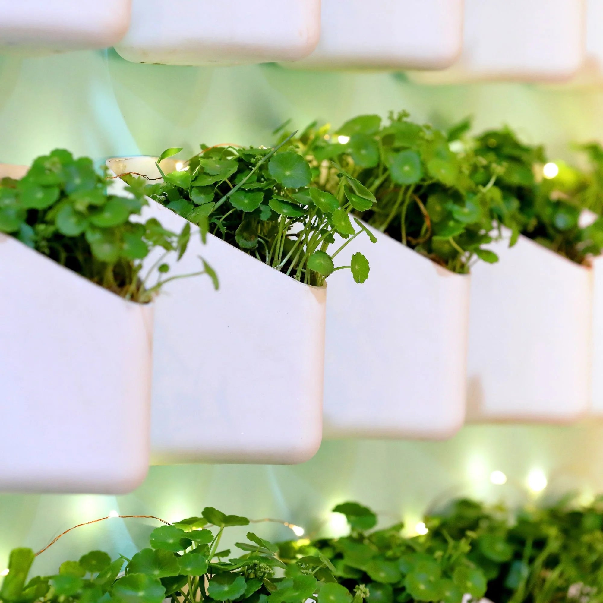 Hanging Planter