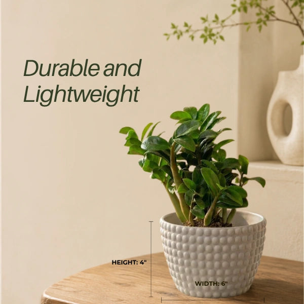 Polka Dot | Table Top Planter