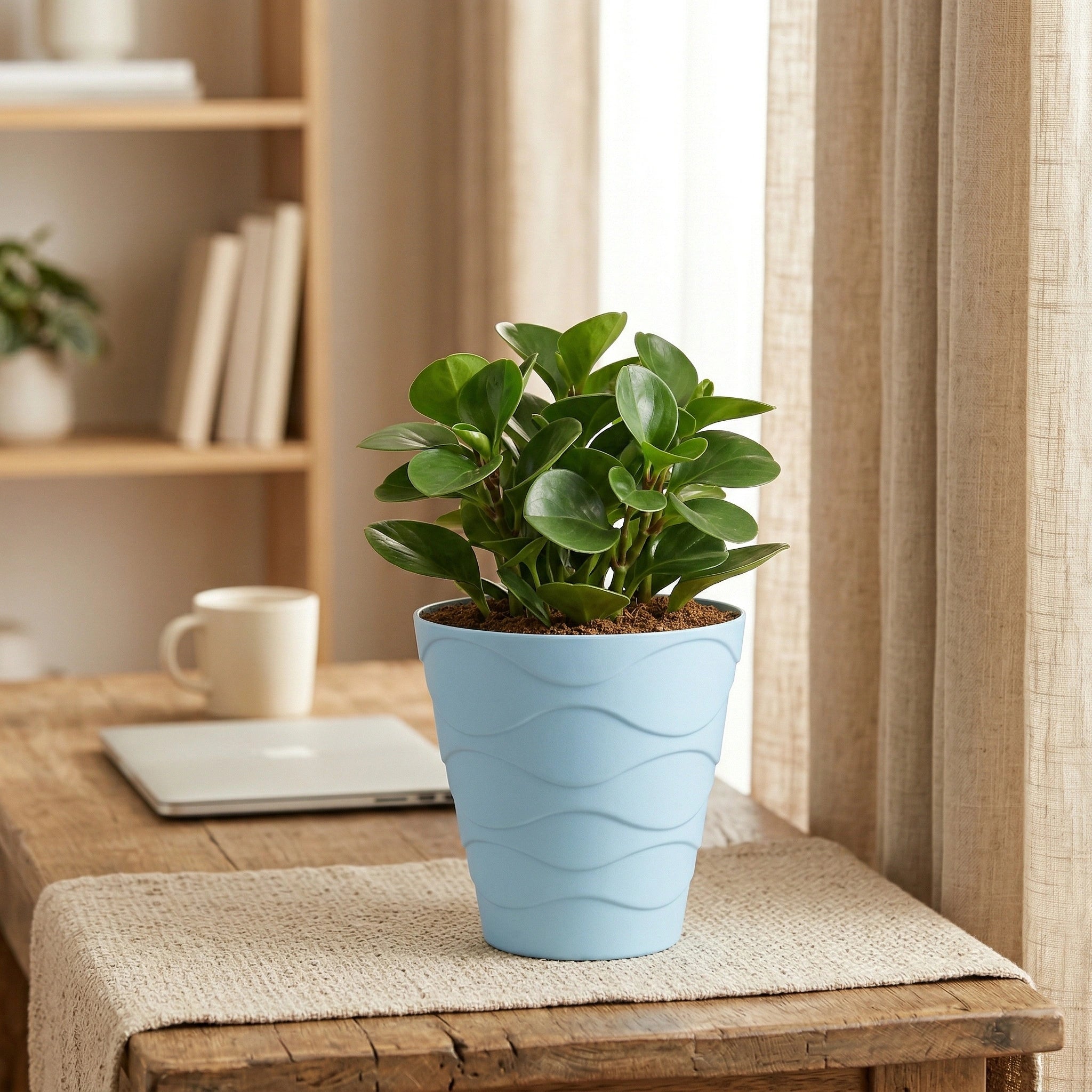 Swirl | Indoor Tabletop Planter