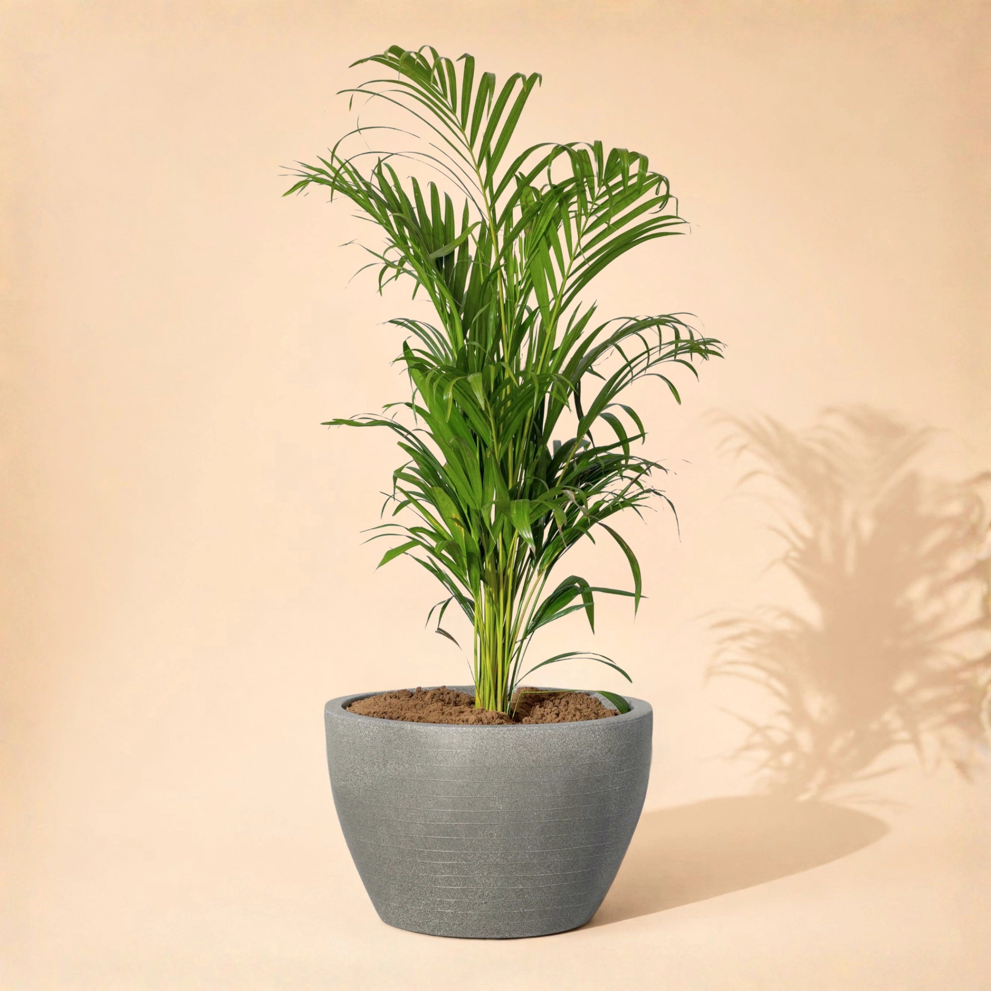 Nova Planter