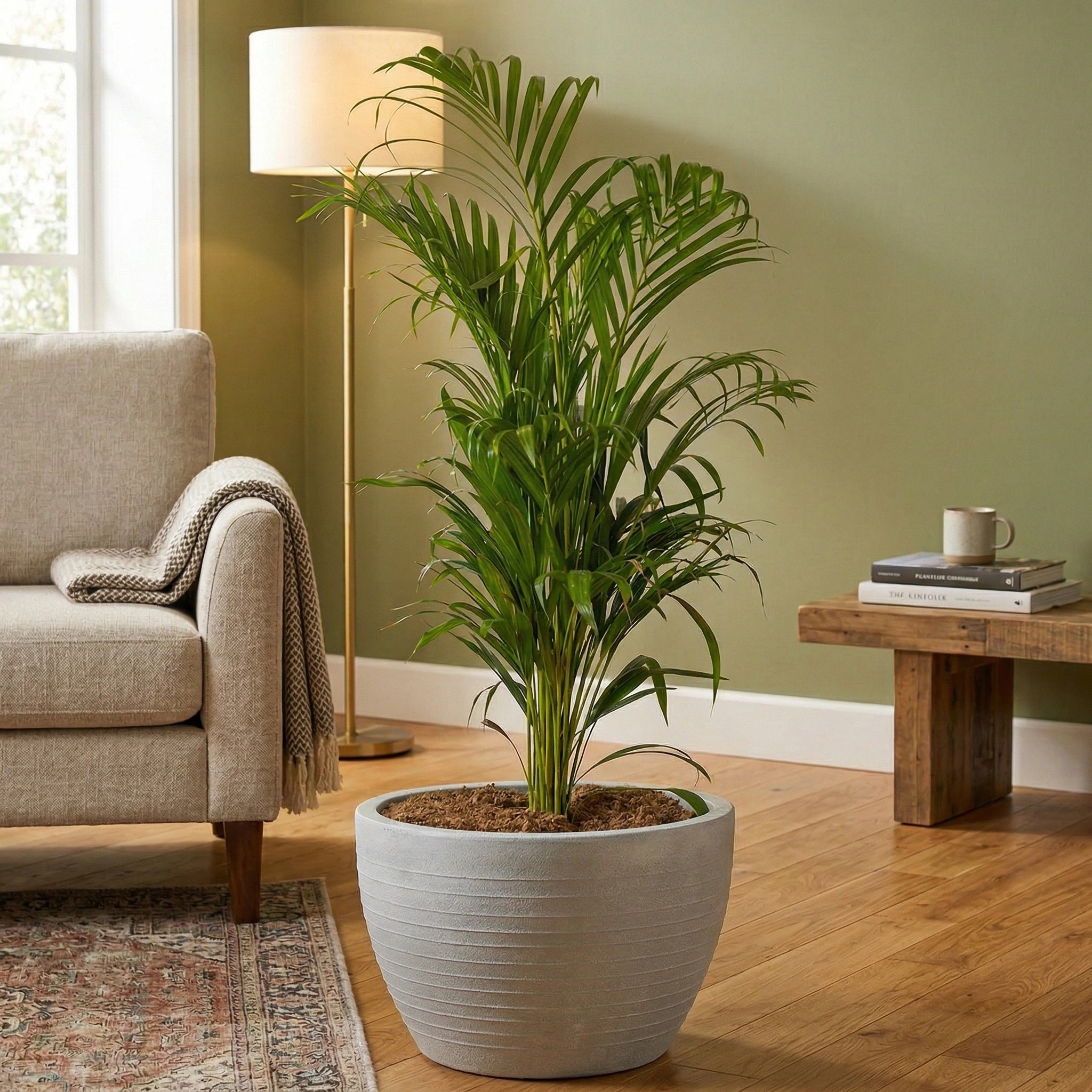 Nova Planter
