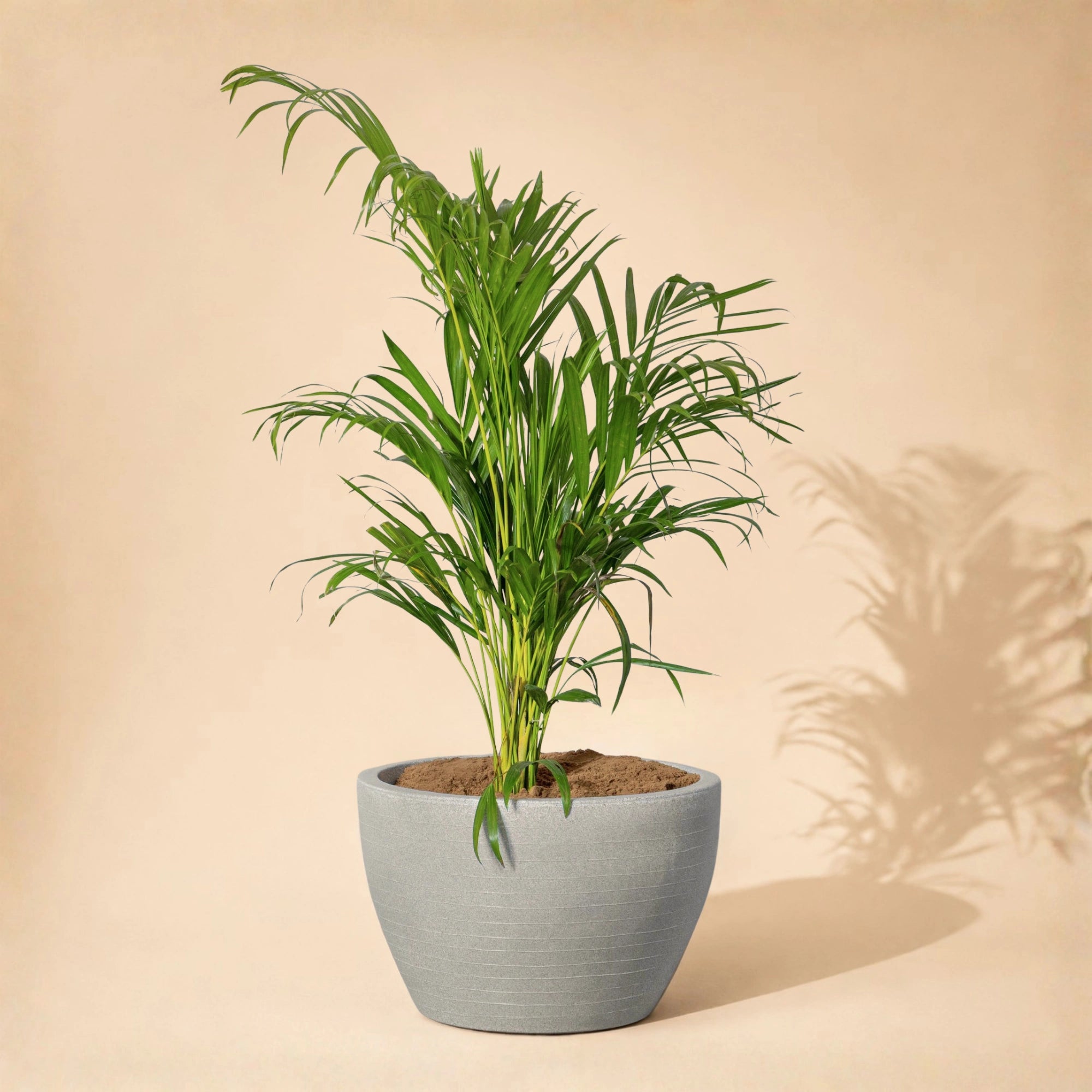 Nova Planter