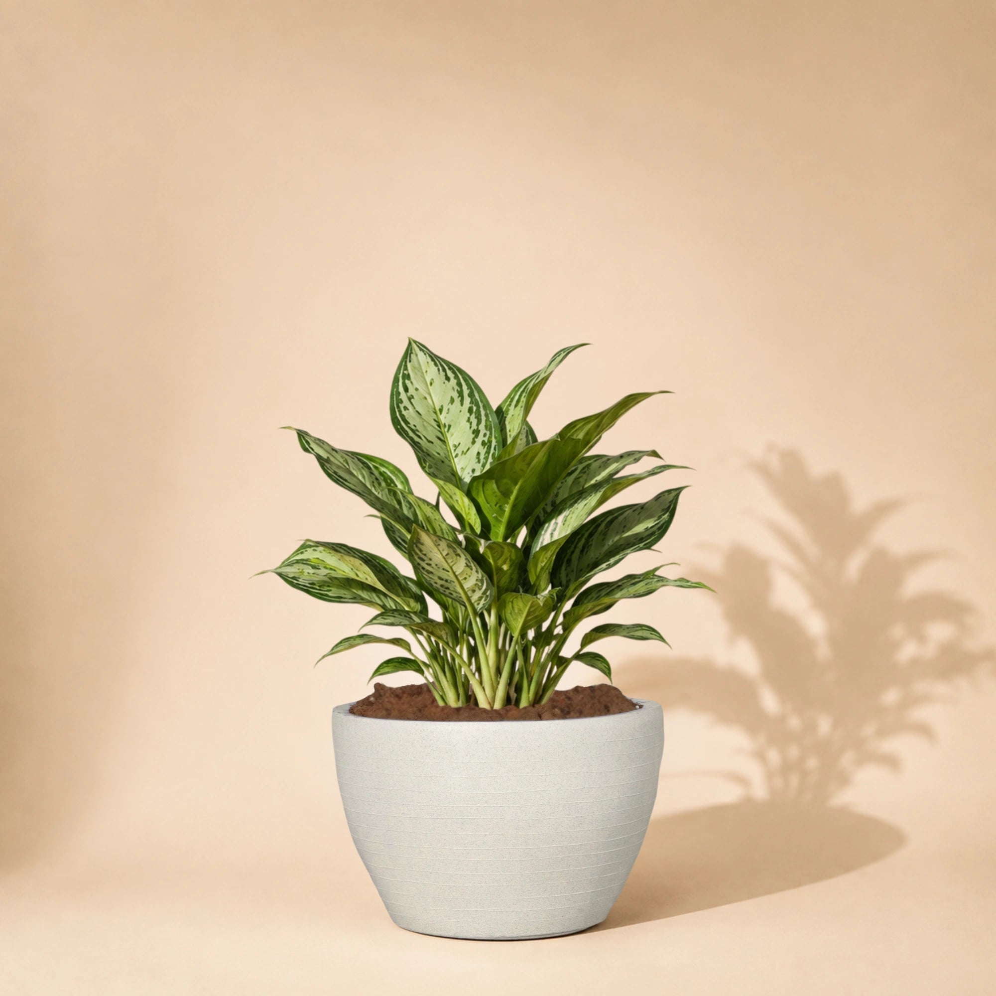 Nova Planter