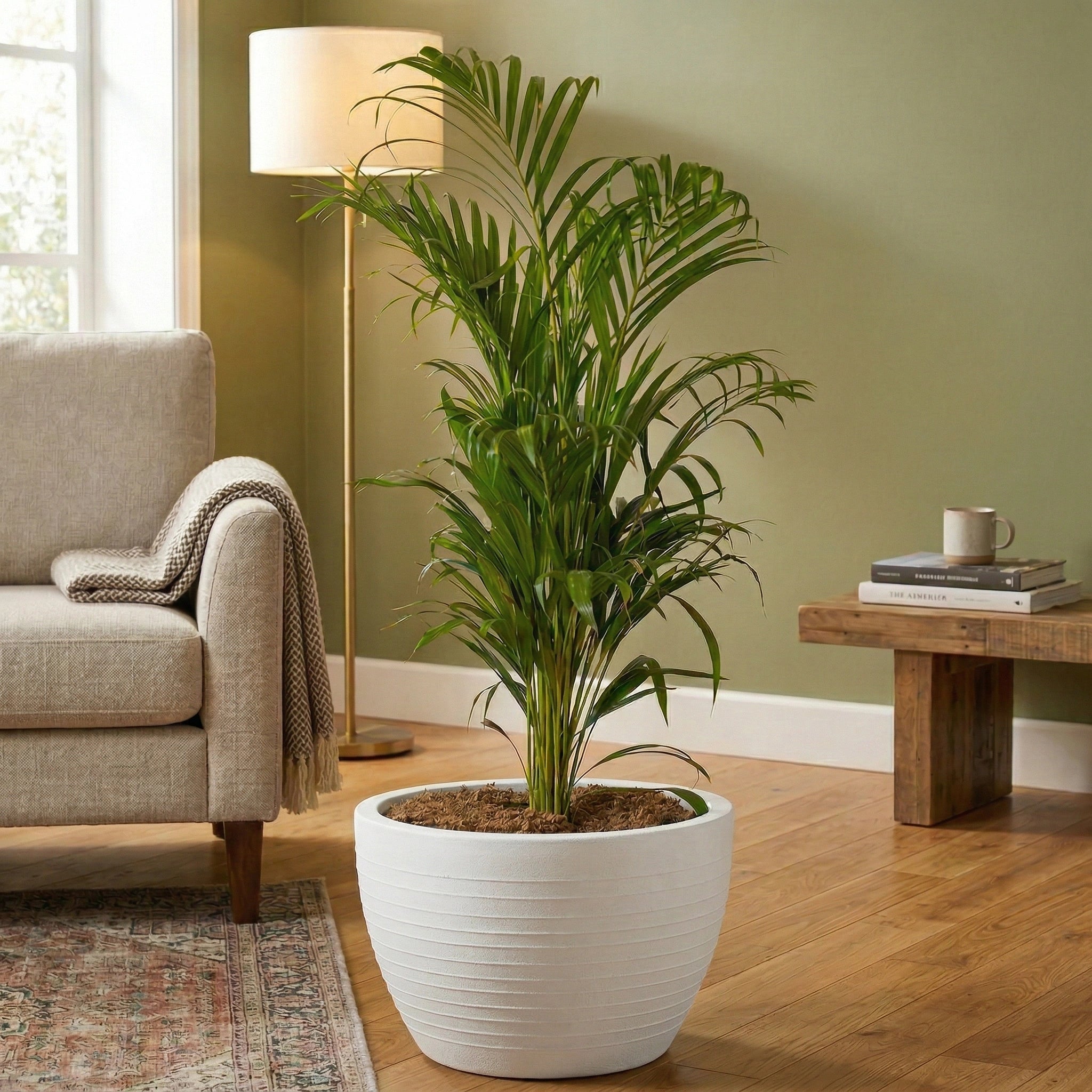 Nova Planter