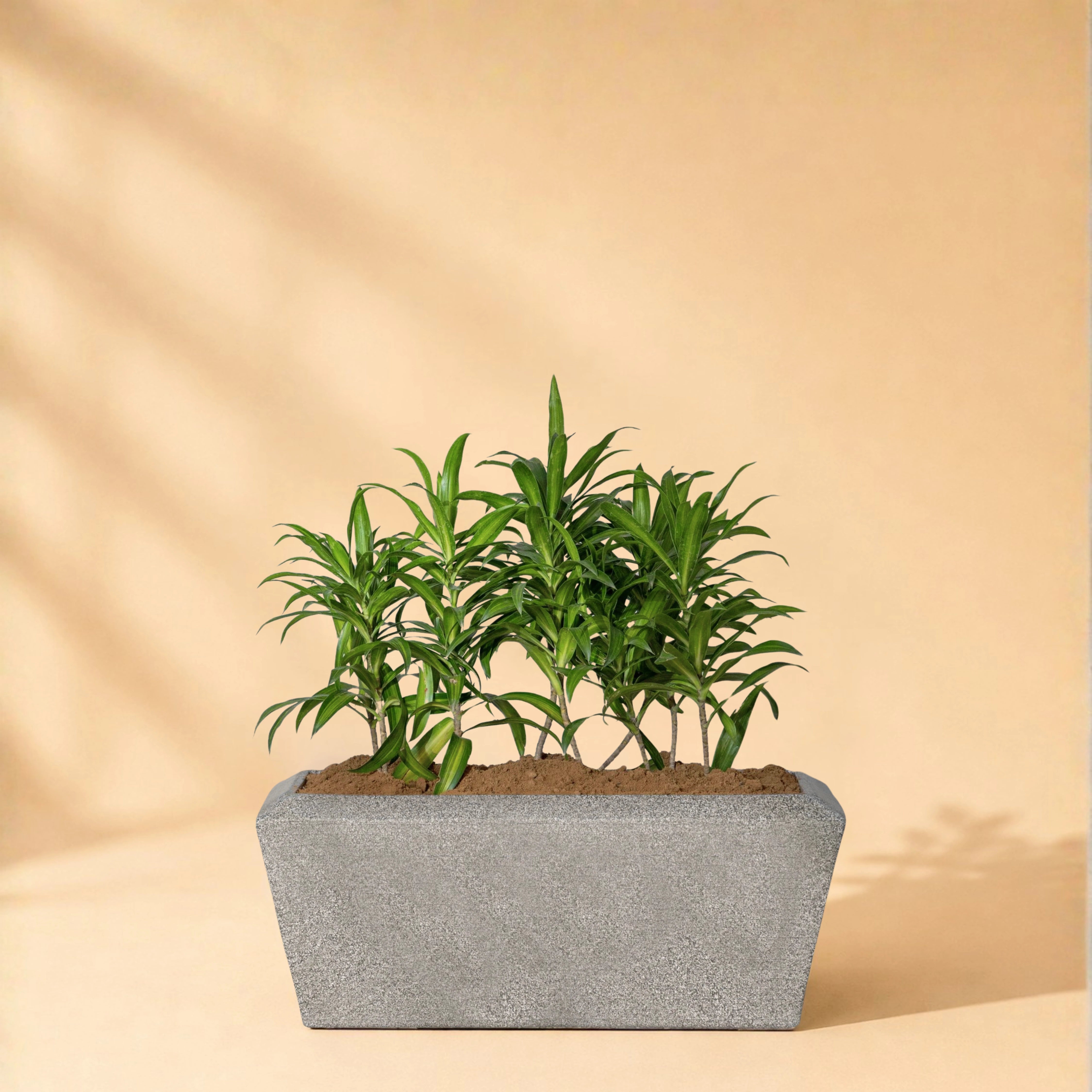 Opera Planter