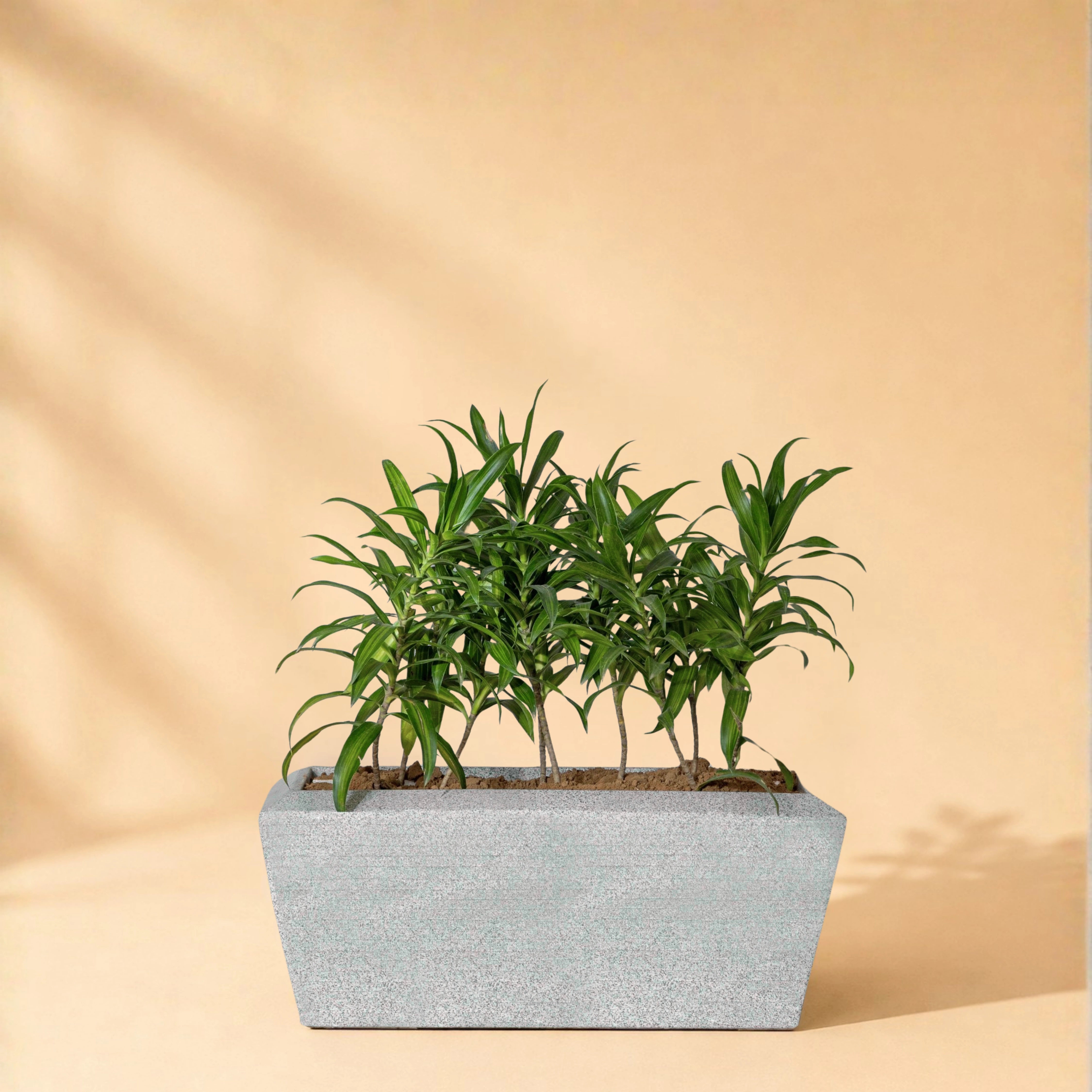 Opera Planter