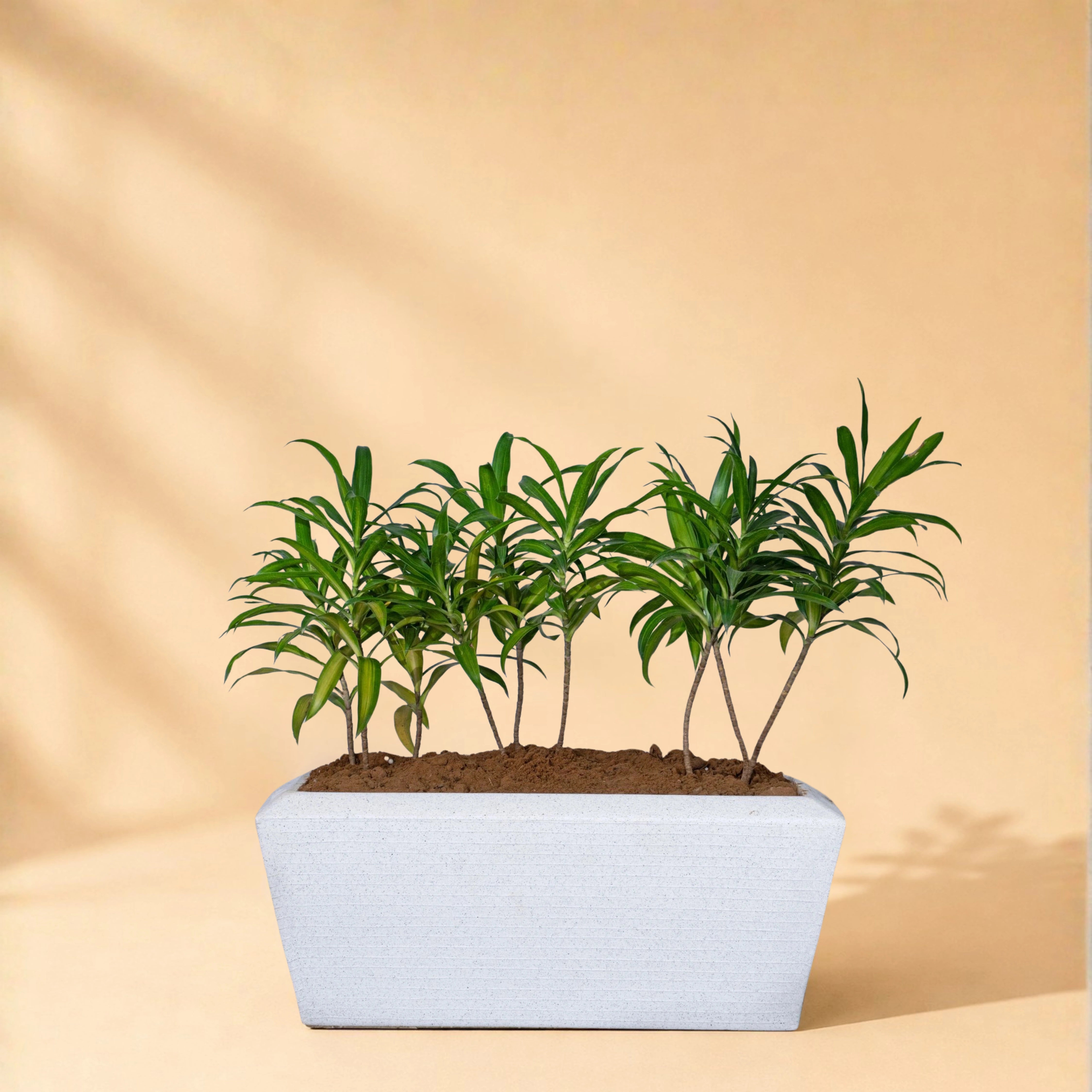 Opera Planter