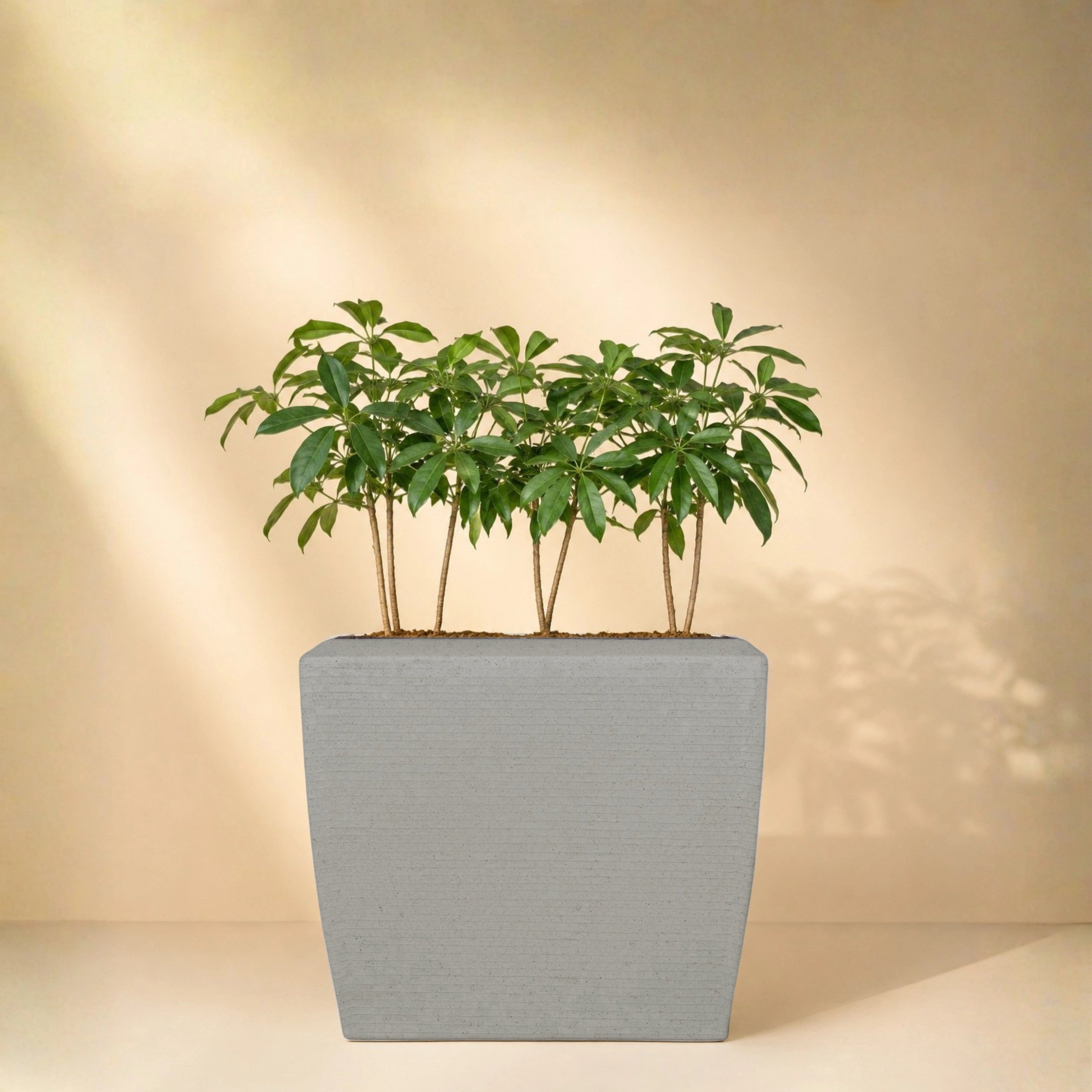 Venus Planter