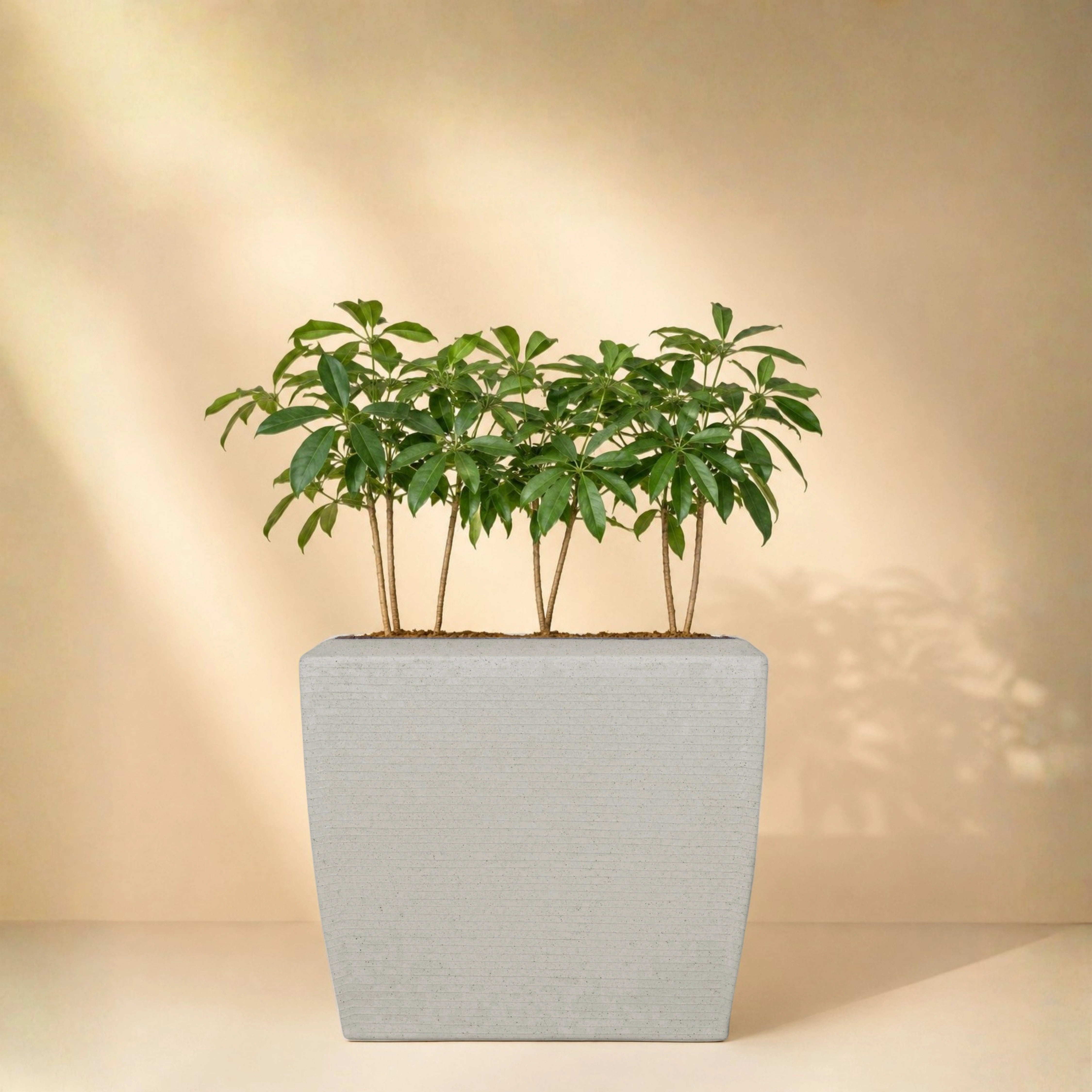 Venus Planter
