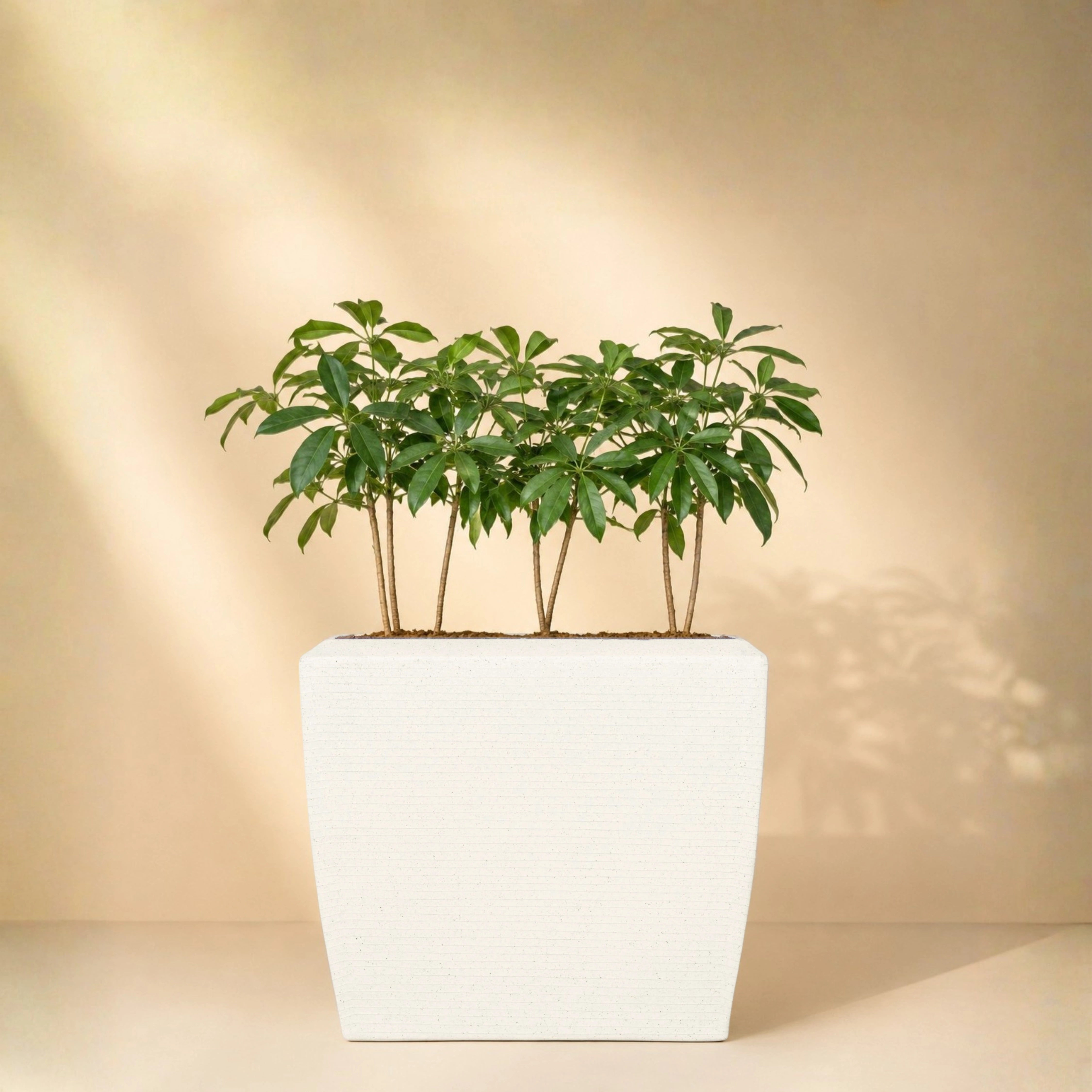 Venus Planter