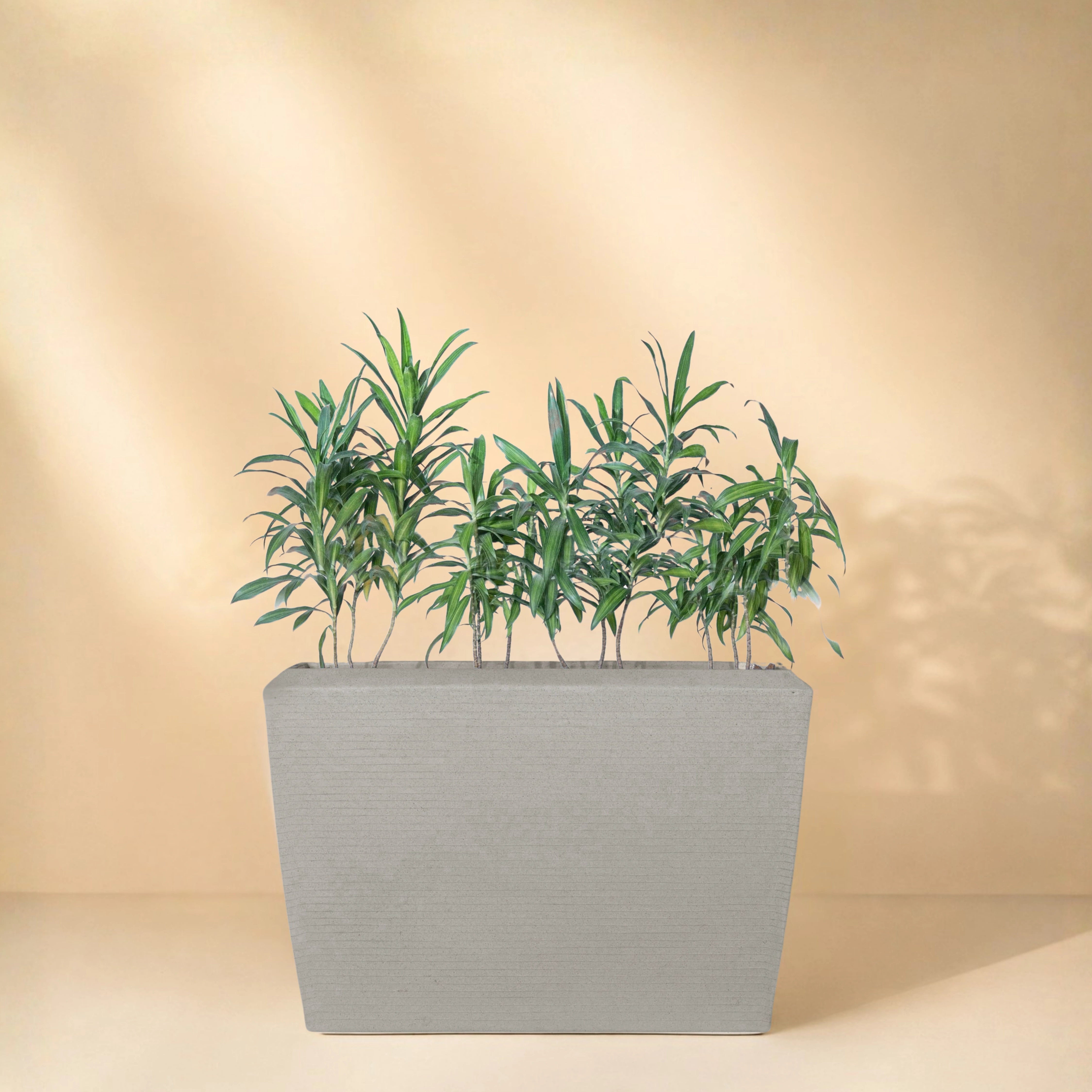 Venus Planter