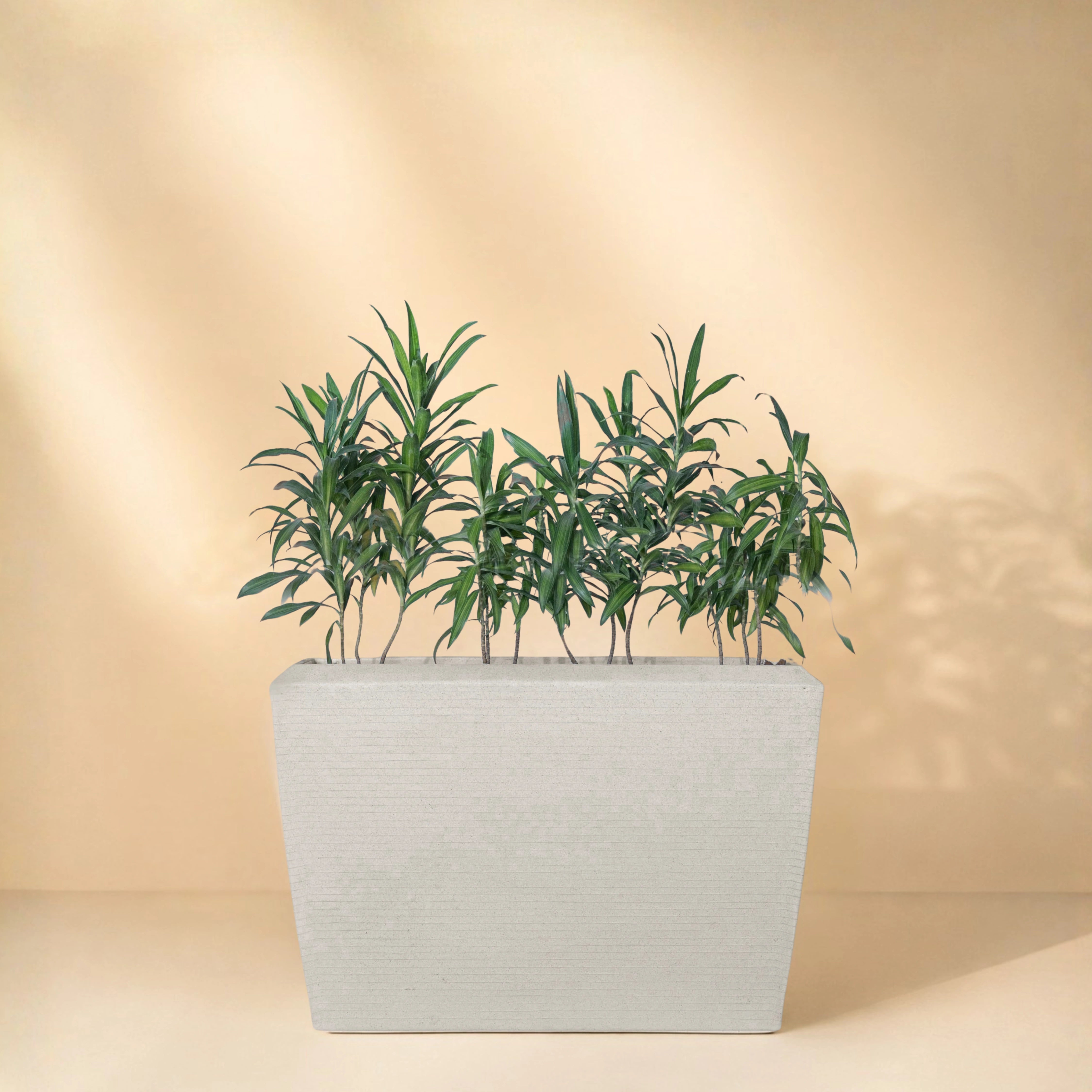 Venus Planter