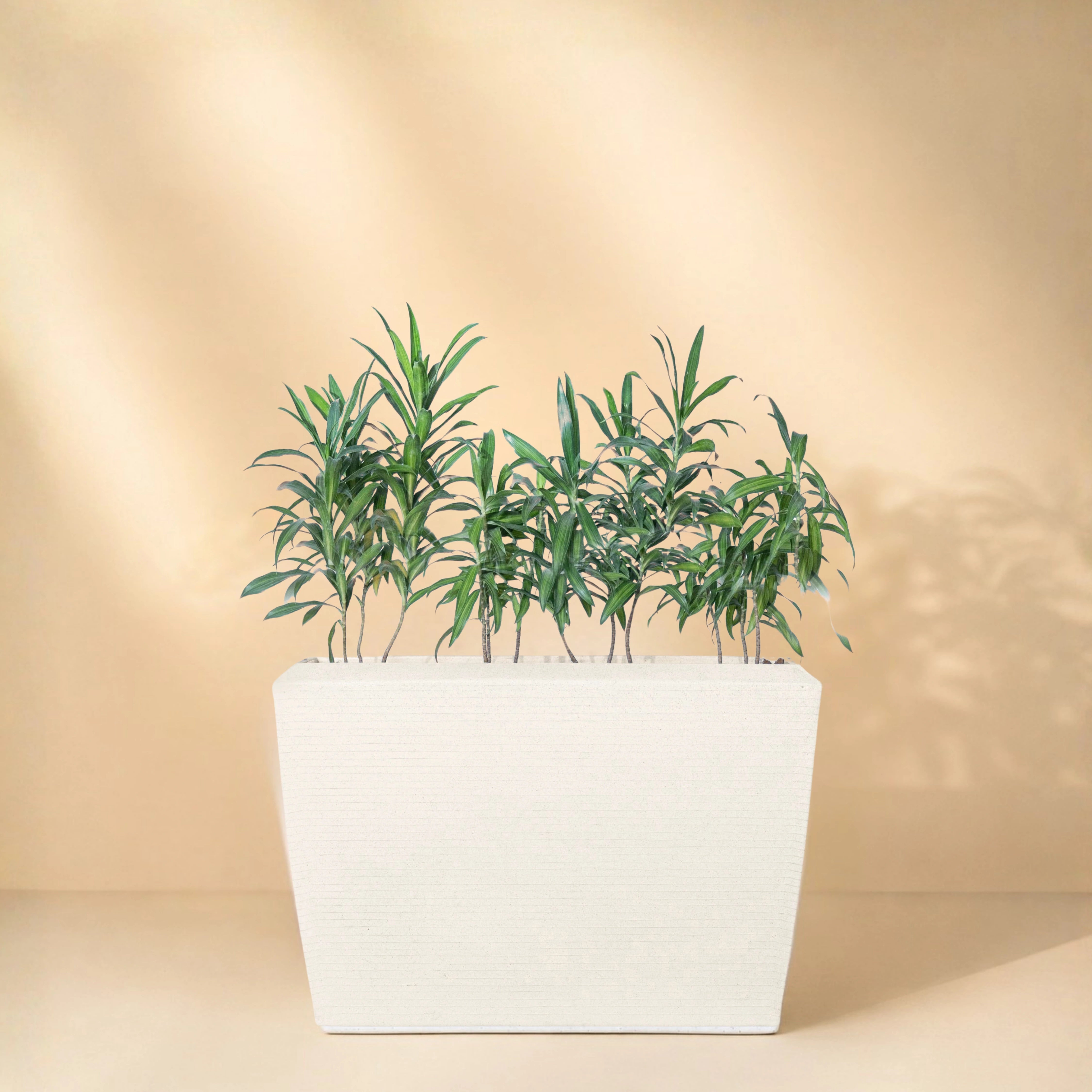 Venus Planter