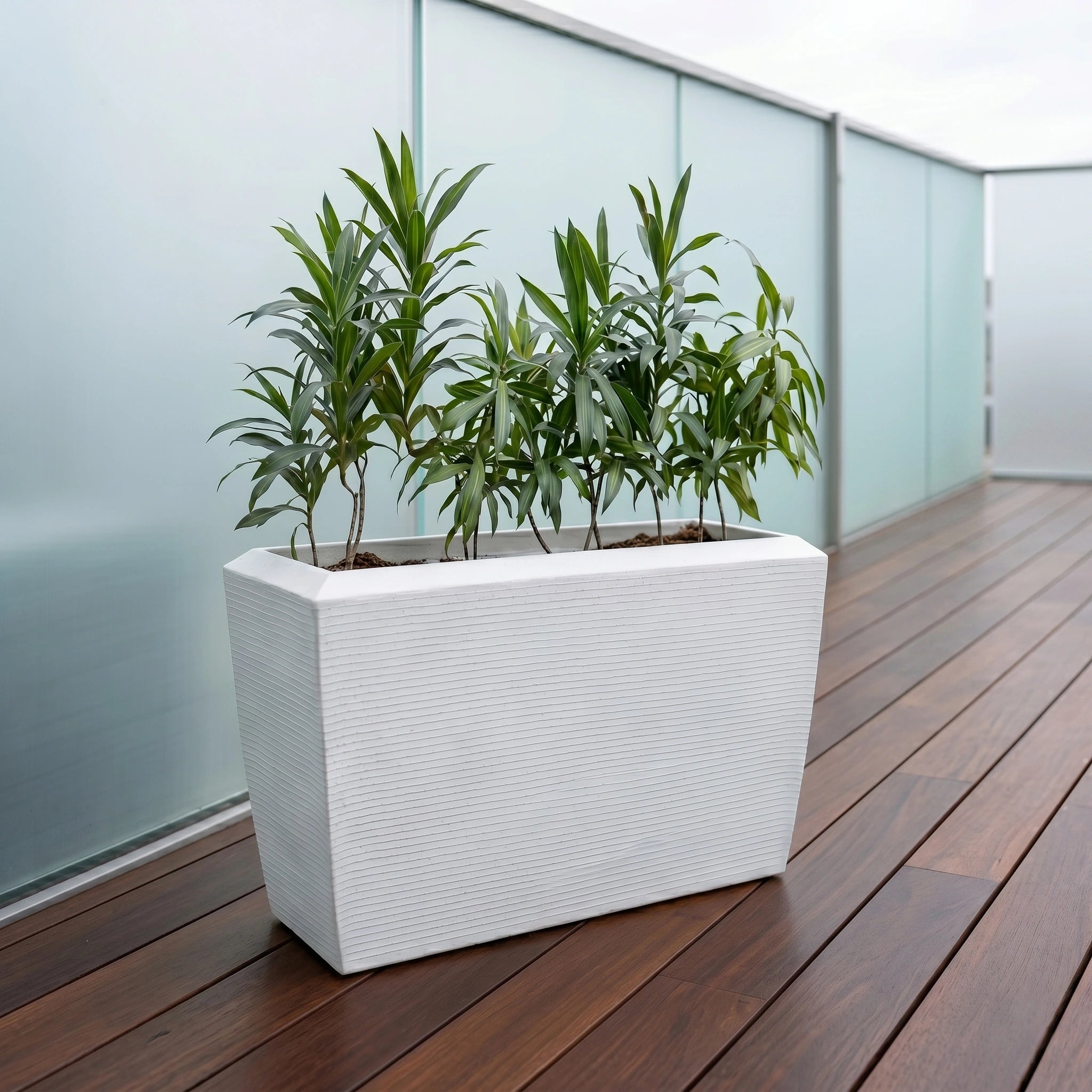 Venus Planter