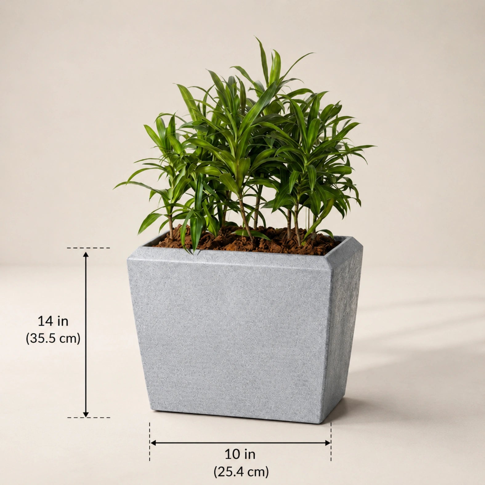 Venus Planter