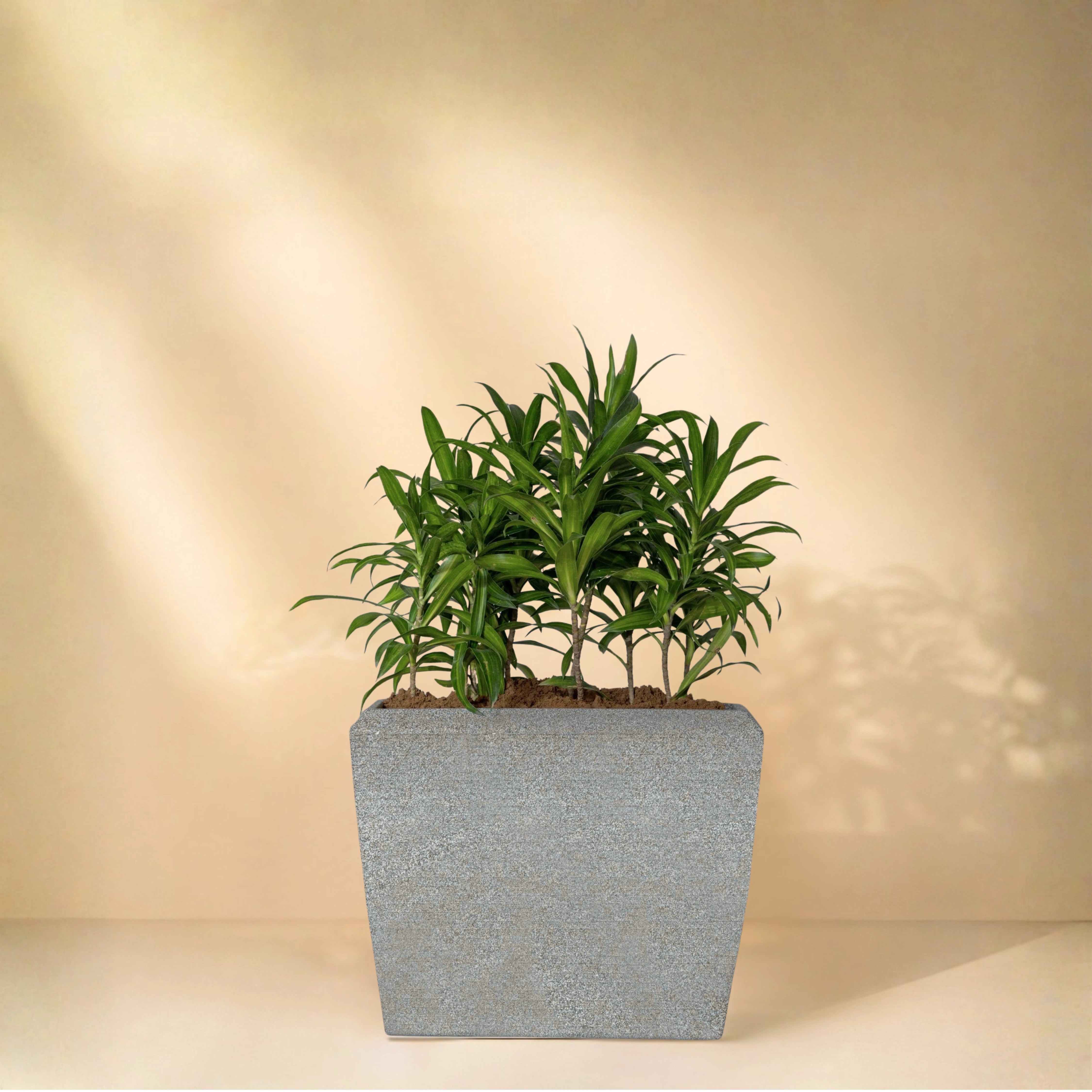 Venus Planter