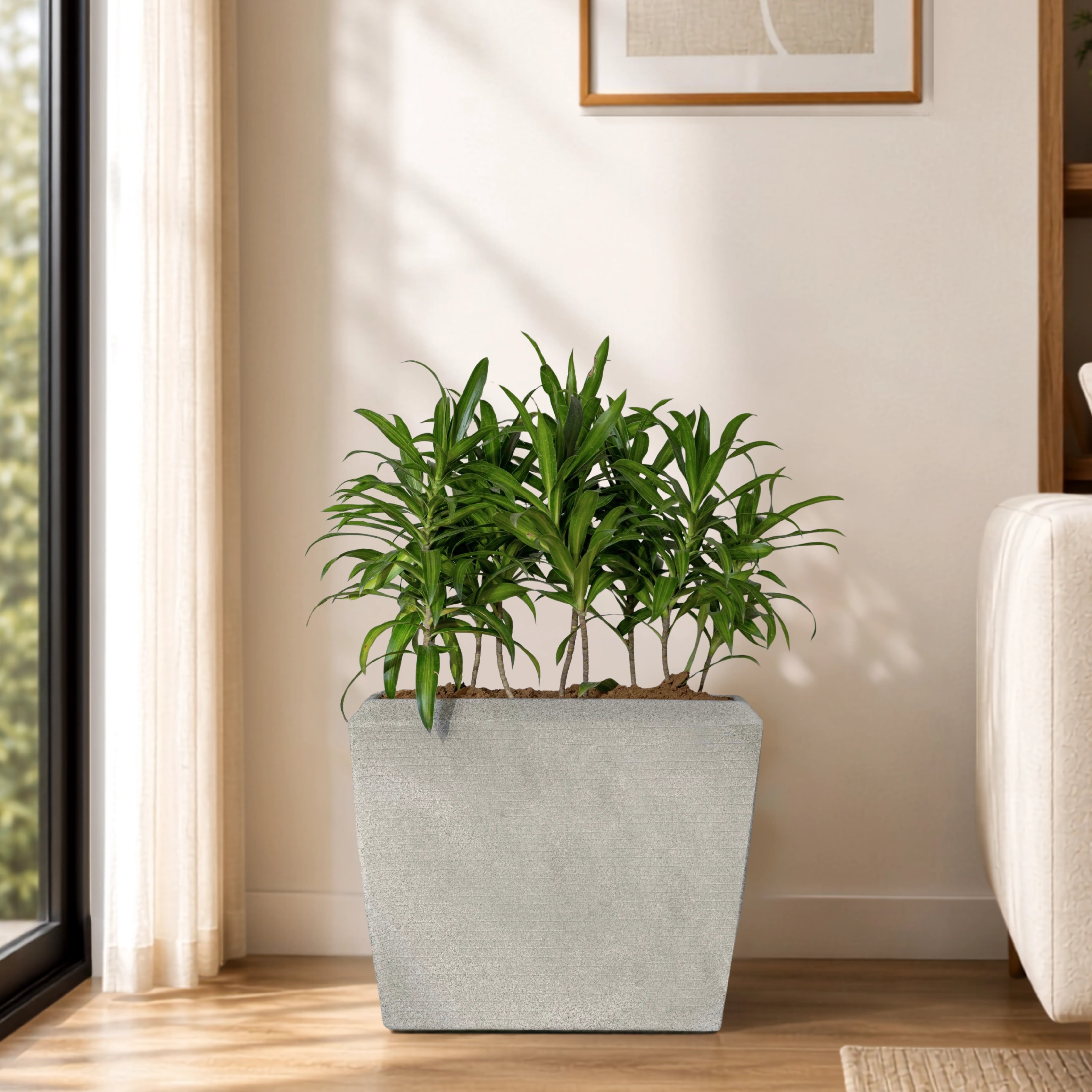 Venus Planter