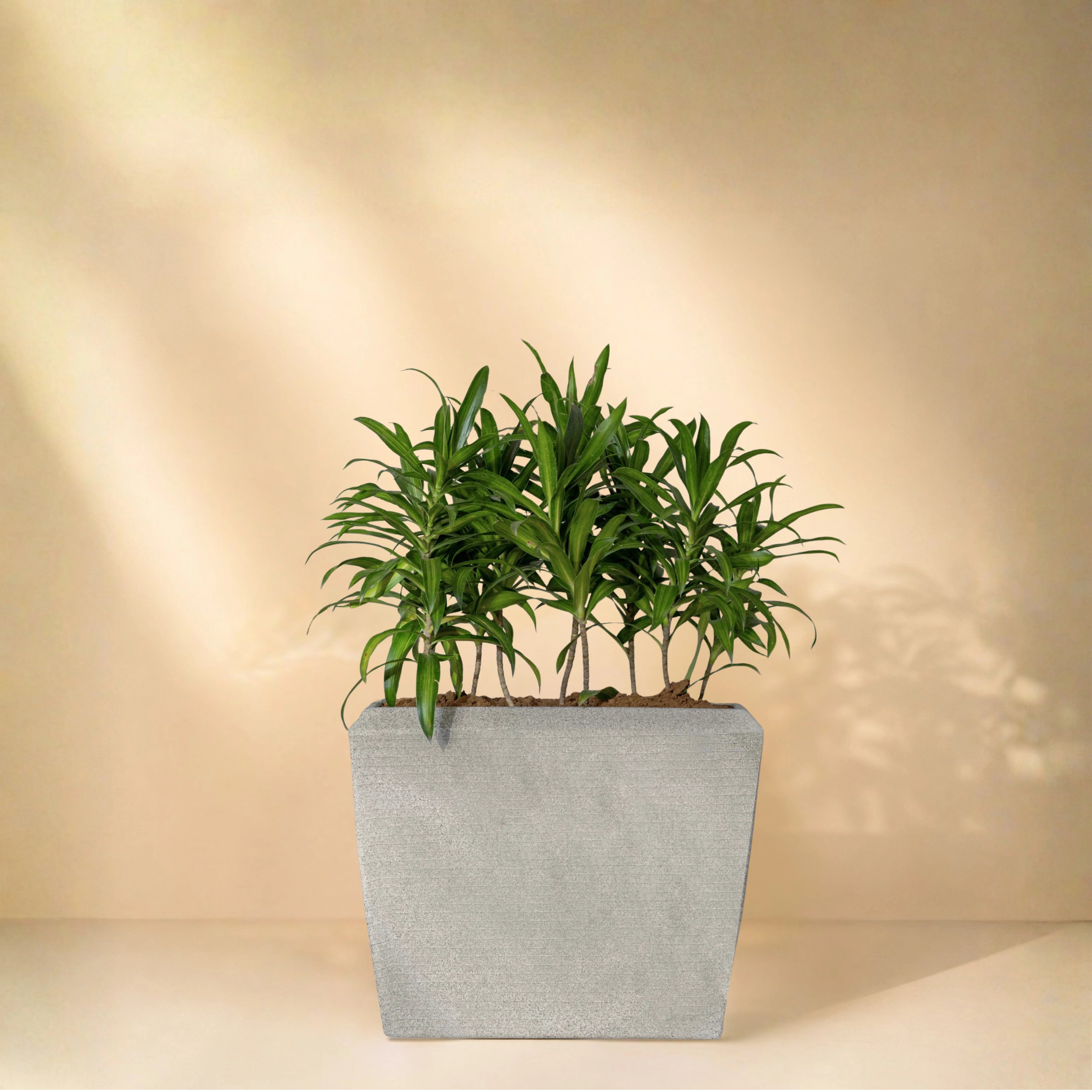 Venus Planter