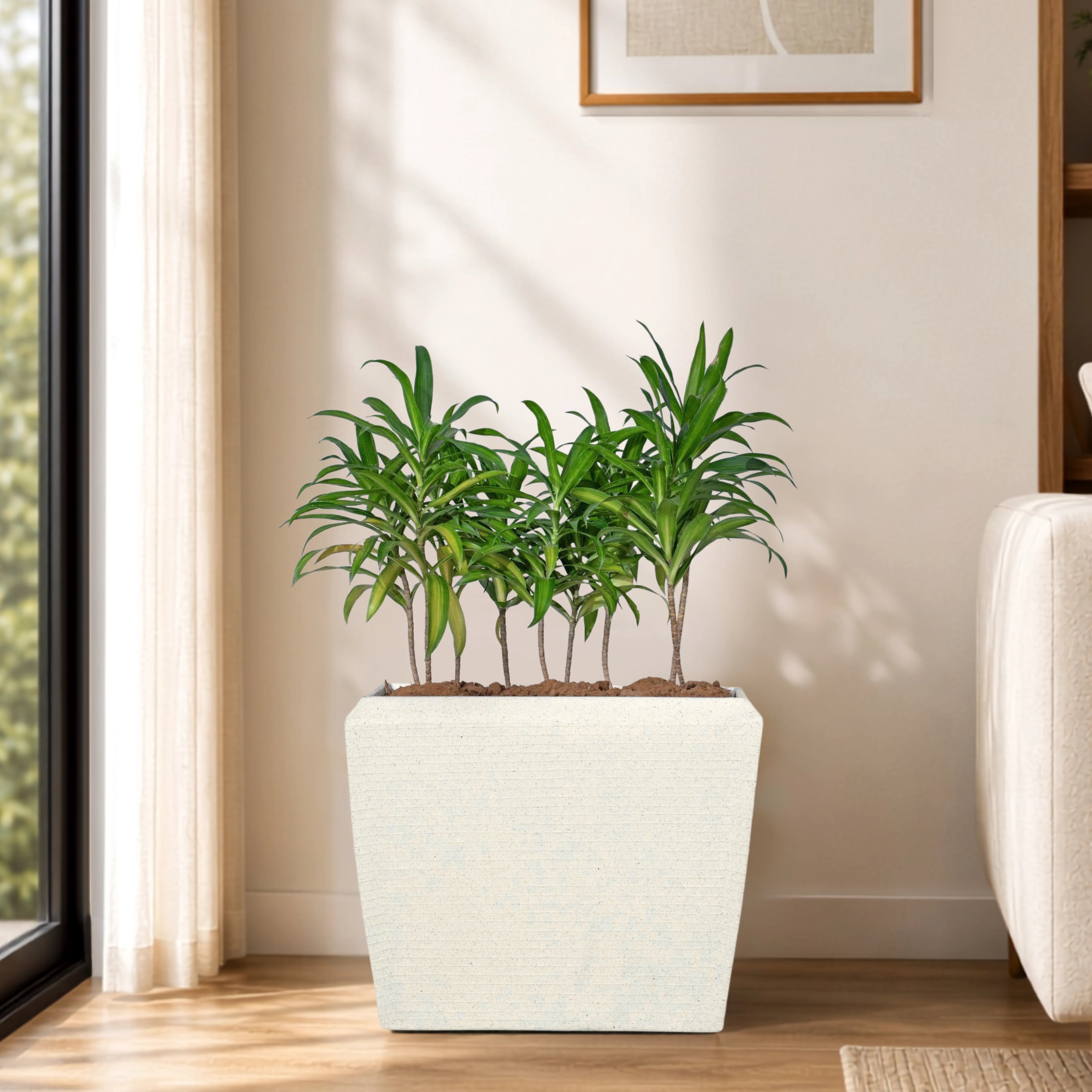 Venus Planter