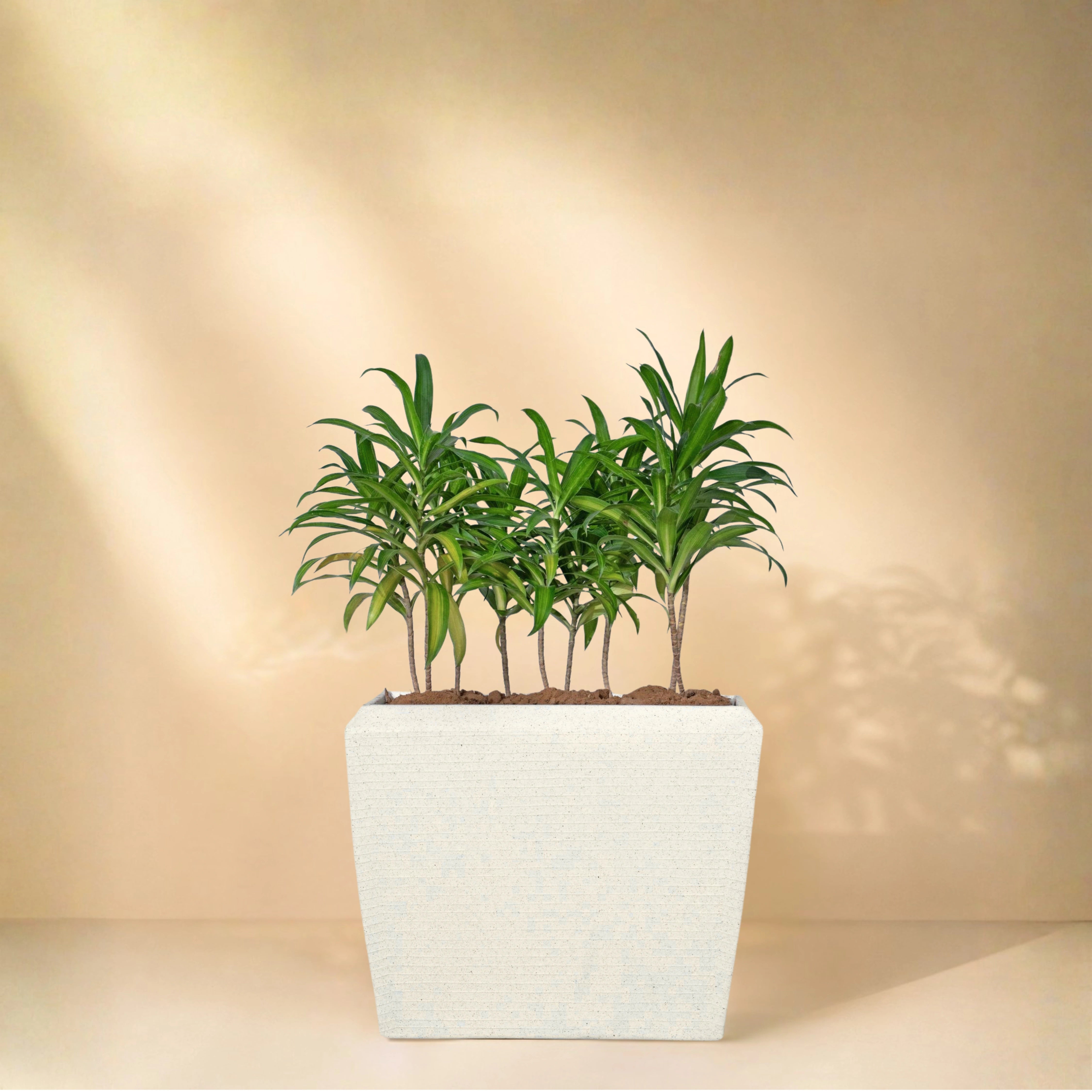 Venus Planter