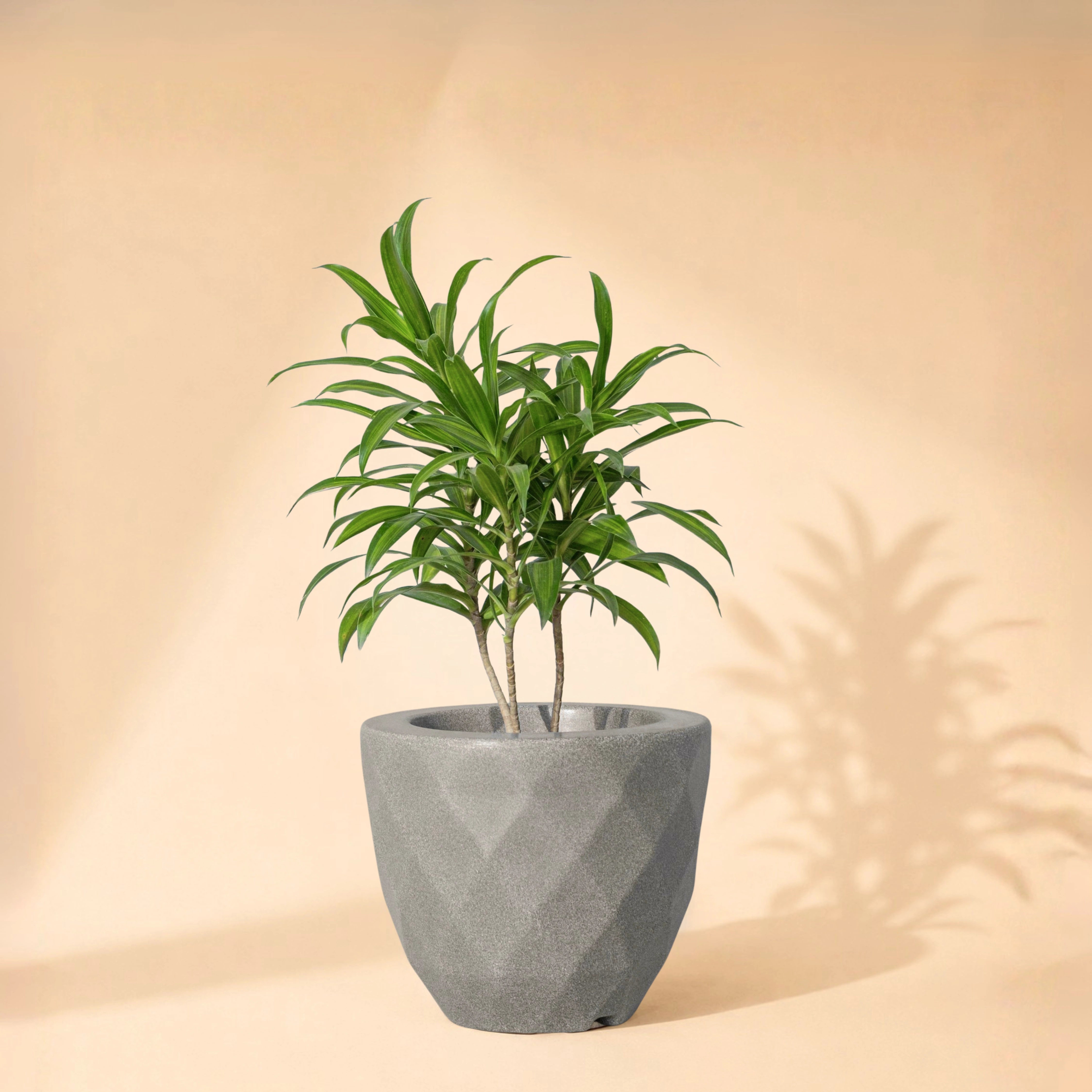 Vaz Planter