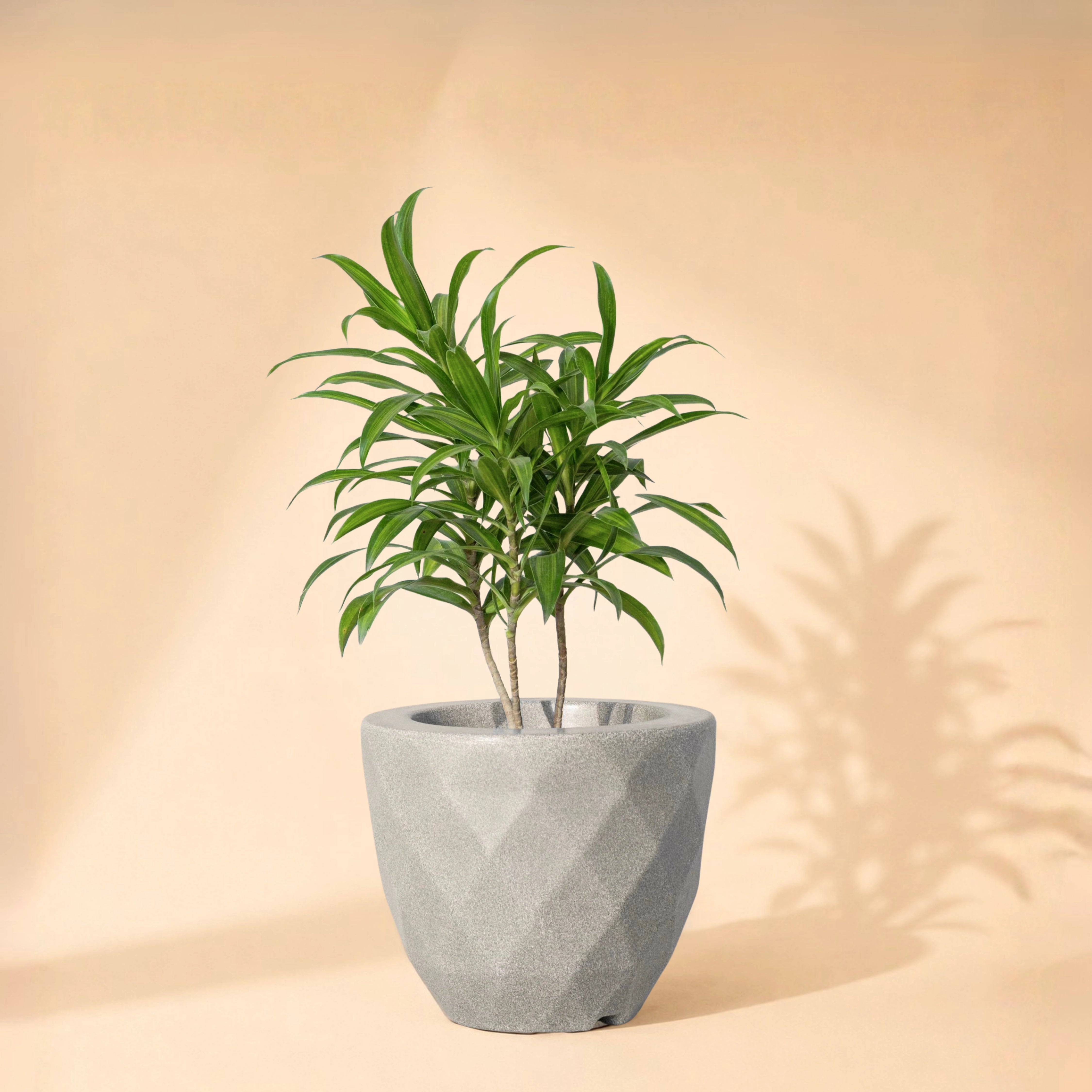Vaz Planter
