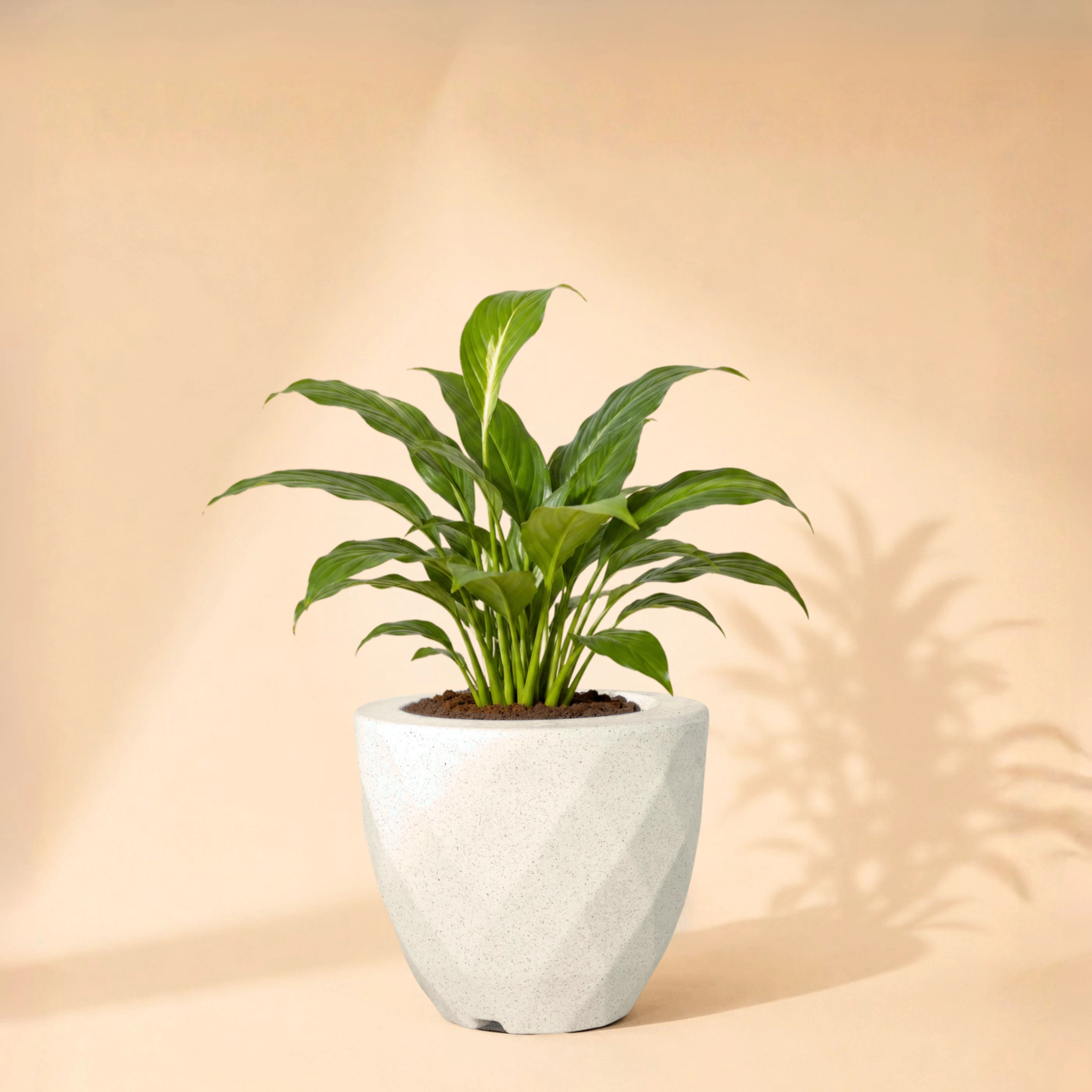 Vaz Planter