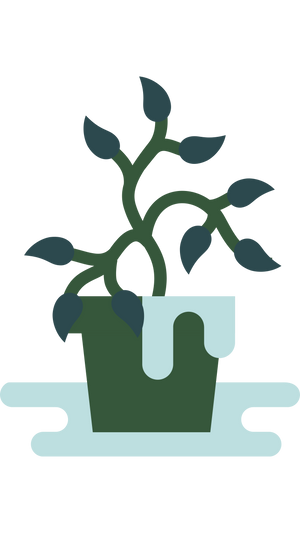 Avoid overwatering